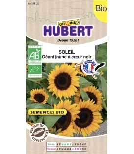 Soleil G&eacute;ant Simple Jaune d'Or &agrave; Coeur Noir BIO &copy; Image prot&eacute;g&eacute;e t&eacute;l&eacute;chargement interdit !