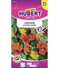 Capucine Grimpante Variée