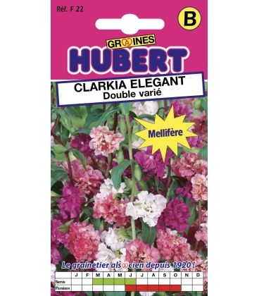 Clarkia El&eacute;gant Double Vari&eacute;
