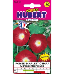 Ipom&eacute;e Scarlett O'Hara - &copy; Image prot&eacute;g&eacute;e t&eacute;l&eacute;chargement interdit !