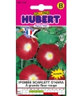 Ipomée Scarlett O'Hara à Grande Fleur Rouge