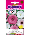 Lavatère à Grande Fleur Variée