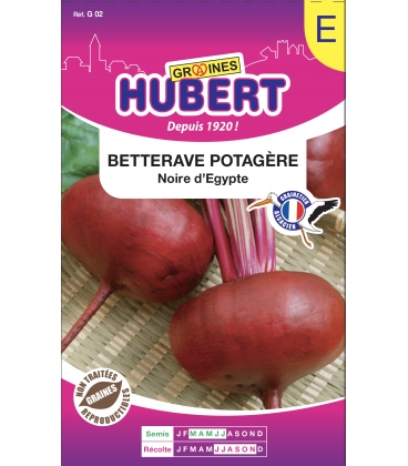 Betterave d'Egypte - ECO