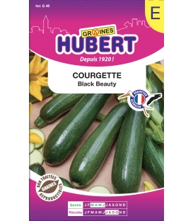 Courgette Black Beauty