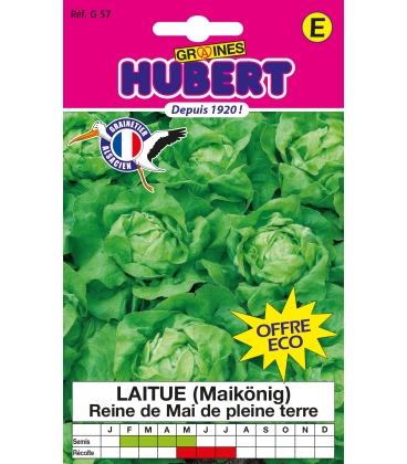 Laitue Reine de Mai H&acirc;tive format ECO