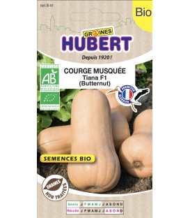 Courge Musqu&eacute;e BIO Tiana F1 Butternut &copy;Images prot&eacute;g&eacute;es t&eacute;l&eacute;chargement interdit !