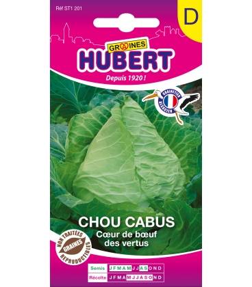 Chou Cabus Coeur de Boeuf des Vertus