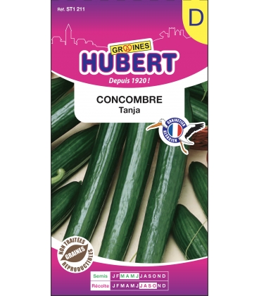 Concombre Tanja