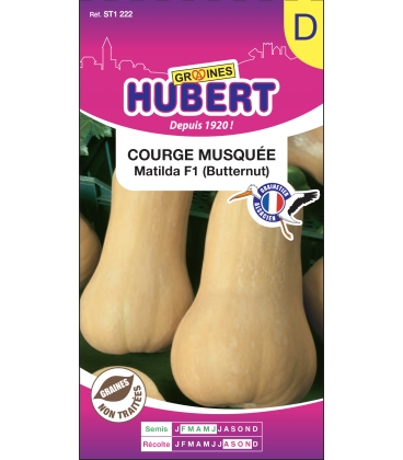 Courge Musqu&eacute;e Matilda F1 Butternut