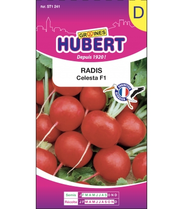 Radis Celesta F1