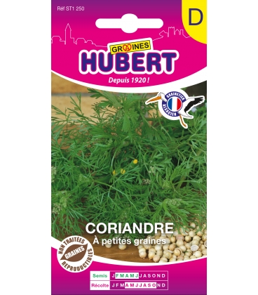 Coriandre &agrave; Petites Graines