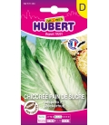 Chicorée Pain de Sucre Vespero F1 -© Image protégée téléchargement interdit ! 