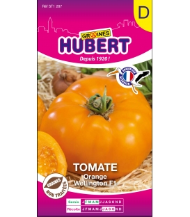 Tomate Orange Wellington F1 &copy; Images prot&eacute;g&eacute;es t&eacute;l&eacute;chargement interdit !