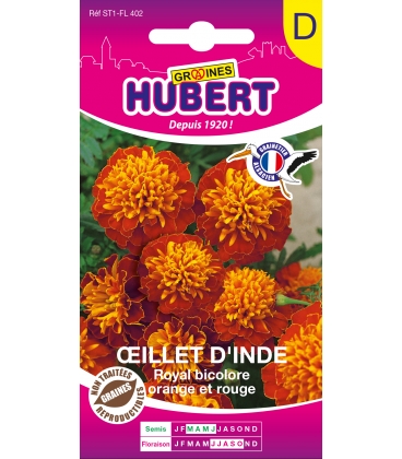 Oeillet d'Inde Royal Bicolore Orange et Rouge