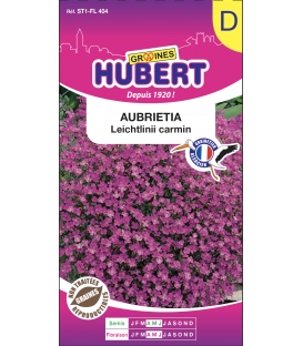 Aubrieta Leichtlinii Carmin &copy; Image prot&eacute;g&eacute;e t&eacute;l&eacute;chargement interdit !