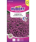 Aubrieta Leichtlinii Carmin