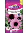 Echinacea Purpurea Feeling Pink © Images protégées téléchargement interdit !