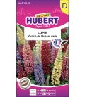 Lupin Vivace de Russel Varié