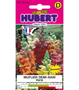 Muflier Demi-nain Double Vari&eacute; &copy; Image prot&eacute;g&eacute;e t&eacute;l&eacute;chargement interdit !