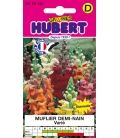 Muflier Demi-nain Double Varié © Image protégée téléchargement interdit !