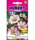 Cosmos Sensation Picotée