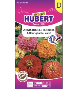 Zinnia Double Robusta à Fleur Géante Varié