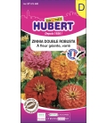 Zinnia Double Robusta à Fleur Géante Varié © Image protégée téléchargement interdit !