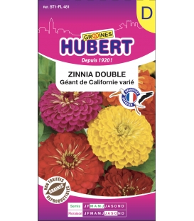 Zinnia Double Géant de Californie Varié