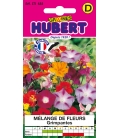 Fleurs Grimpantes en Mélange