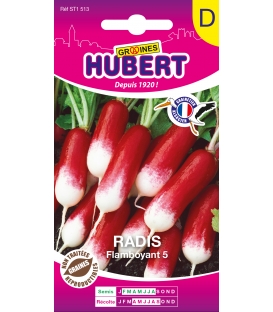 Radis 1/2 long Flamboyant S&eacute;lection Hubert &copy;Images prot&eacute;g&eacute;es t&eacute;l&eacute;chargement interdit !