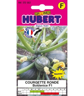 Courgette Ronde Boldenice F1 &copy; images prot&eacute;g&eacute;es t&eacute;l&eacute;chargement interdit !