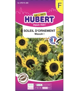 Soleil d'Ornement Waooh ! &copy; Image prot&eacute;g&eacute;e t&eacute;l&eacute;chargement interdit !
