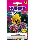 Pensée Ondulées à Grandes Fleurs