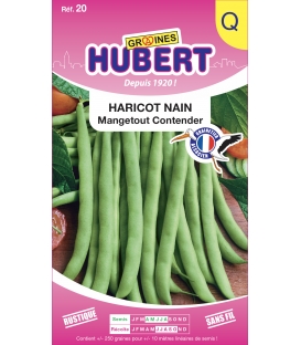 Haricot nain Contender &copy;Images prot&eacute;g&eacute;es t&eacute;l&eacute;chargement interdit !
