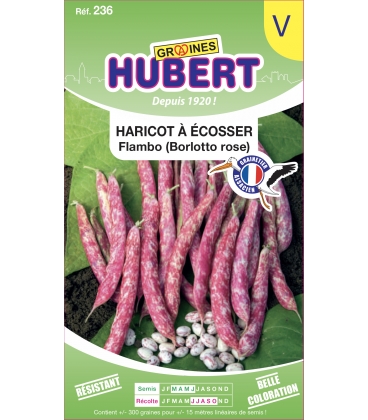 Haricot Flambo &agrave; &eacute;cosser (Borlotto rose)