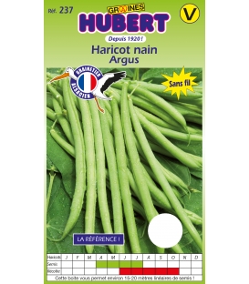 Haricot nain Argus