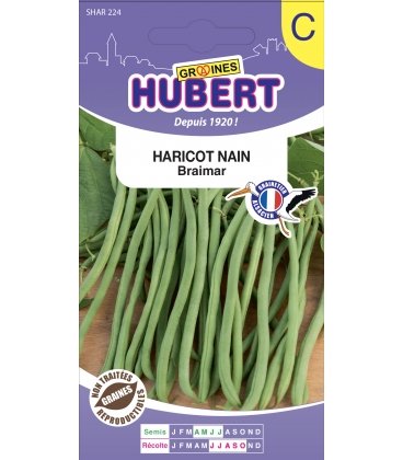 Haricot Nain Braimar 50 Graines
