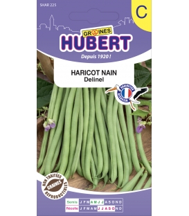 Haricot mangetout nain Delinel