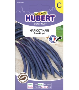 Haricot Nain Amethyst &copy;Image prot&eacute;g&eacute;e t&eacute;l&eacute;chargement interdit !