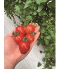 Tomate Lovertino F1 Cerise Allongée - 5 Graines