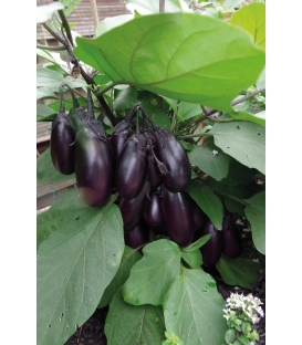 Mini-Aubergines Patio F1 &copy;Images prot&eacute;g&eacute;es t&eacute;l&eacute;chargement interdit !