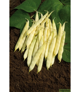 Haricot nain mangetout ODIR
