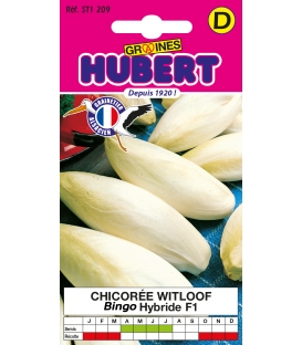 Chicor&eacute;e Witloof Bingo F1