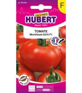 Tomate Montfavet 63/5 F1 (I.N.R.A.) &copy;Images prot&eacute;g&eacute;es t&eacute;l&eacute;chargement interdit !