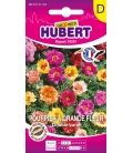 Pourpier à Grande Fleur Double Varié © Image protégée téléchargement interdit !