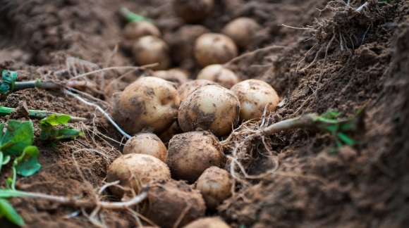 Quelle rotation des cultures favorise une meilleure production de pommes de terre ?