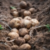 Quelle rotation des cultures favorise une meilleure production de pommes de terre ?