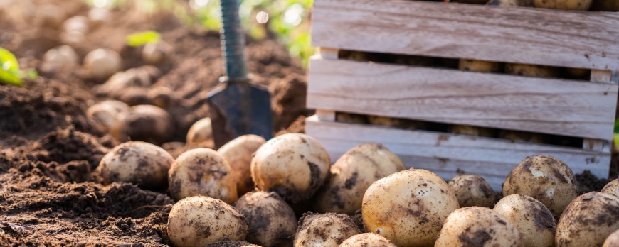Comment maximiser la rentabilité de la culture de pommes de terre bio ?