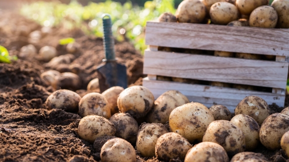 Comment maximiser la rentabilit&eacute; de la culture de pommes de terre bio ?