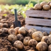 Comment maximiser la rentabilit&eacute; de la culture de pommes de terre bio ?